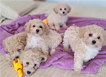 maltipoo welpe poochon F1