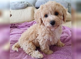 maltipoo welpe poochon F1