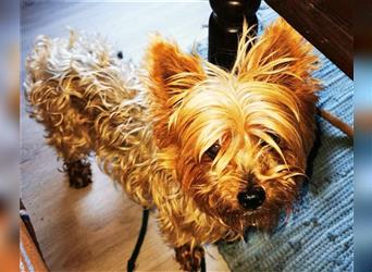 Trixie, Yorkshire Terrier, geb. 2012, goldige, kleine Seniorin