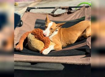 AMARA-hübsches, neugieriges, sehr liebes, verkuscheltes  Podencomädchen