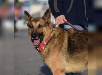 JAKO-absolut großartiger Hundekumpel