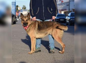 JAKO-absolut großartiger Hundekumpel