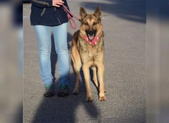 JAKO-absolut großartiger Hundekumpel