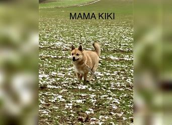 Shiba Inu Rüde Welpe mix