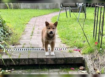 Shiba Inu Rüde Welpe mix