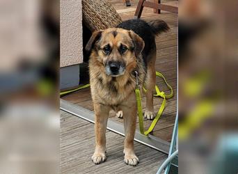 Freundlicher Schäferhund Mischlingsrüde Grey sucht ein zuhause