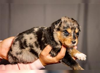 Australian shepherd blu merle