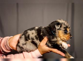 Australian shepherd blu merle