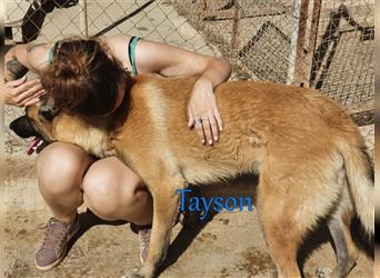 Tayson 06/2020 (ESP) - sportbegeisterter, cleverer Malinois sucht rasseerfahrenes Zuhause!