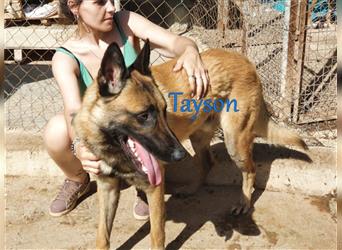 Tayson 06/2020 (ESP) - sportbegeisterter, cleverer Malinois sucht rasseerfahrenes Zuhause!