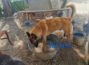 Tayson 06/2020 (ESP) - sportbegeisterter, cleverer Malinois sucht rasseerfahrenes Zuhause!