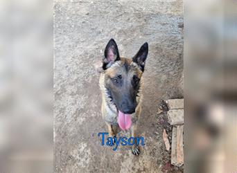 Tayson 06/2020 (ESP) - sportbegeisterter, cleverer Malinois sucht rasseerfahrenes Zuhause!