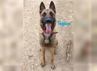 Tayson 06/2020 (ESP) - sportbegeisterter, cleverer Malinois sucht rasseerfahrenes Zuhause!