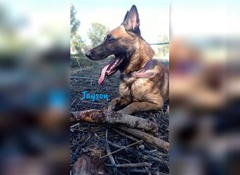 Tayson 06/2020 (ESP) - sportbegeisterter, cleverer Malinois sucht rasseerfahrenes Zuhause!