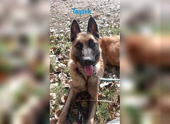 Tayson 06/2020 (ESP) - sportbegeisterter, cleverer Malinois sucht rasseerfahrenes Zuhause!