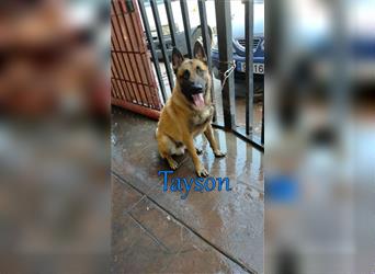 Tayson 06/2020 (ESP) - sportbegeisterter, cleverer Malinois sucht rasseerfahrenes Zuhause!