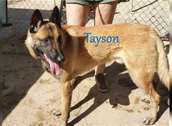 Tayson 06/2020 (ESP) - sportbegeisterter, cleverer Malinois sucht rasseerfahrenes Zuhause!