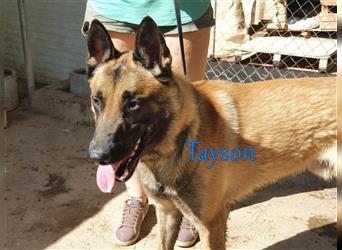 Tayson 06/2020 (ESP) - sportbegeisterter, cleverer Malinois sucht rasseerfahrenes Zuhause!