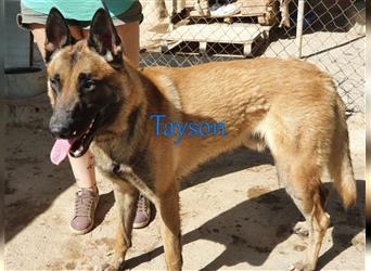 Tayson 06/2020 (ESP) - sportbegeisterter, cleverer Malinois sucht rasseerfahrenes Zuhause!