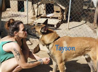 Tayson 06/2020 (ESP) - sportbegeisterter, cleverer Malinois sucht rasseerfahrenes Zuhause!