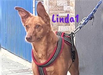 Linda1 04/2020 (ESP Pflegestelle) - unkomplizierte, Kinder- und Katzenliebe Podenca!