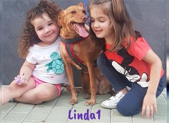 Linda1 04/2020 (ESP Pflegestelle) - unkomplizierte, Kinder- und Katzenliebe Podenca!