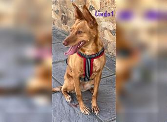 Linda1 04/2020 (ESP Pflegestelle) - unkomplizierte, Kinder- und Katzenliebe Podenca!