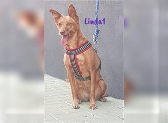 Linda1 04/2020 (ESP Pflegestelle) - unkomplizierte, Kinder- und Katzenliebe Podenca!