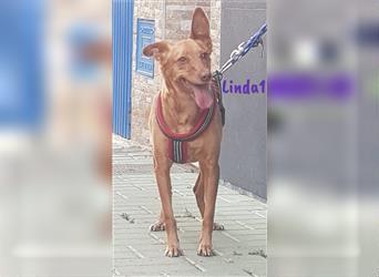 Linda1 04/2020 (ESP Pflegestelle) - unkomplizierte, Kinder- und Katzenliebe Podenca!