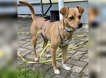 Bezaubernde Kuschelmaus Baska sucht ihre eigenen Menschen