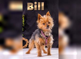 Bill – ein kleiner Punk