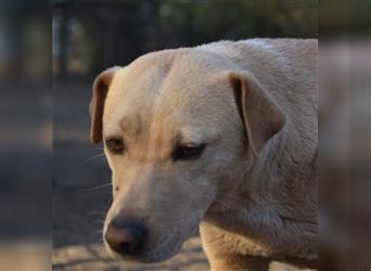 Sarah, ruhige, kluge Hundedame auf Pflegestelle in 51503 Rösrath