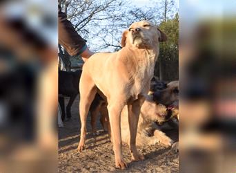 Sarah, ruhige, kluge Hundedame auf Pflegestelle in 51503 Rösrath