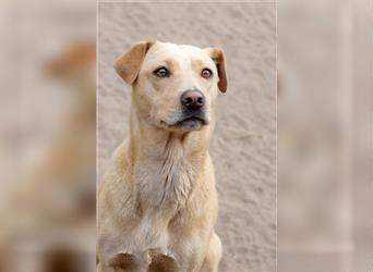 Sarah, ruhige, kluge Hundedame auf Pflegestelle in 51503 Rösrath