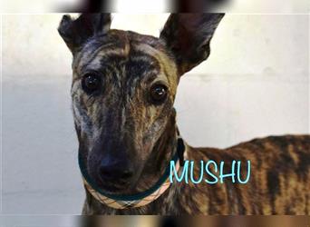 ❤️MUSHU, Galgo Espanol❤️