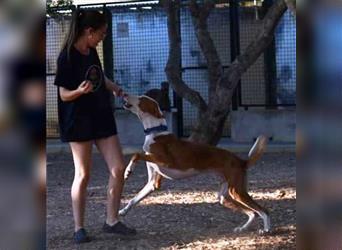 ❤️GUAKO, Podenco Ibicenco❤️