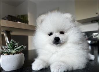 Pomeranian Welpen Boo Typ