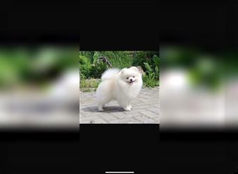 Pomeranian Welpen Boo Typ