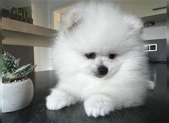 Pomeranian Welpen Boo Typ