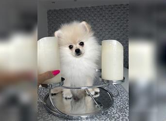 Pomeranian Welpen Boo Typ