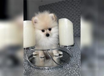 Pomeranian Welpen Boo Typ