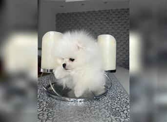 Pomeranian Welpen Boo Typ