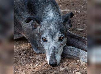 Sanfter CANOSO- wundershübscher, super lieber Galgo sucht ein sicheres Plätzchen voller Geborgenheit