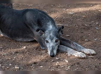 Sanfter CANOSO- wundershübscher, super lieber Galgo sucht ein sicheres Plätzchen voller Geborgenheit