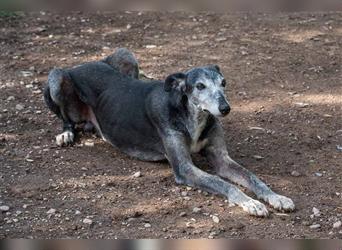 Sanfter CANOSO- wundershübscher, super lieber Galgo sucht ein sicheres Plätzchen voller Geborgenheit