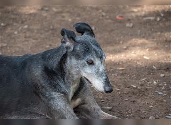 Sanfter CANOSO- wundershübscher, super lieber Galgo sucht ein sicheres Plätzchen voller Geborgenheit