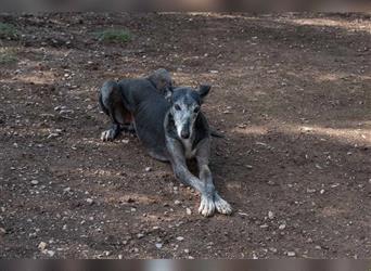 Sanfter CANOSO- wundershübscher, super lieber Galgo sucht ein sicheres Plätzchen voller Geborgenheit