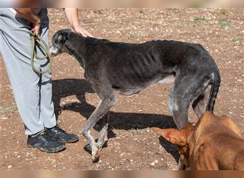 Sanfter CANOSO- wundershübscher, super lieber Galgo sucht ein sicheres Plätzchen voller Geborgenheit