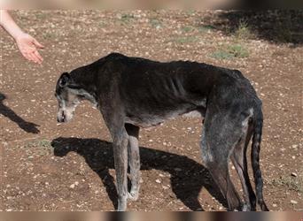 Sanfter CANOSO- wundershübscher, super lieber Galgo sucht ein sicheres Plätzchen voller Geborgenheit