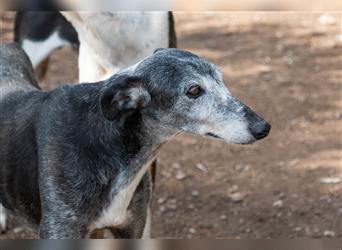 Sanfter CANOSO- wundershübscher, super lieber Galgo sucht ein sicheres Plätzchen voller Geborgenheit